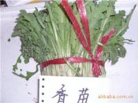 山东绿叶野菜基地批发中心