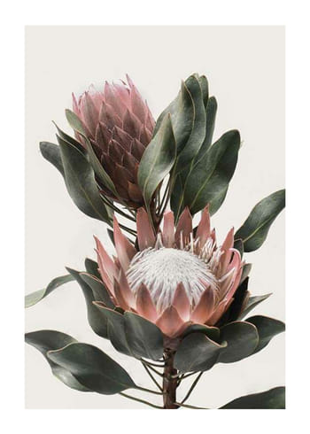 Poster Protea Flowers