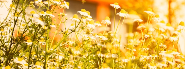 Social media cover mock-up with chamomile flowers