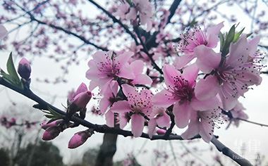 土地用途是商住是什么意思