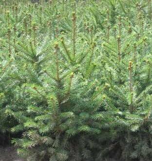 供甘肃兰州绿化苗和武威云杉苗供应商