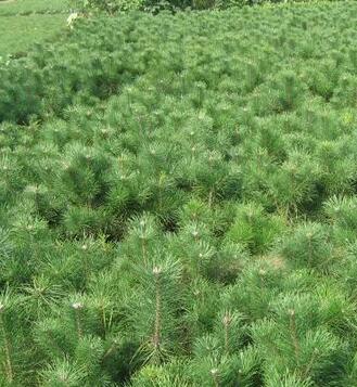 供甘肃白银杜松苗和临夏杜松苗木