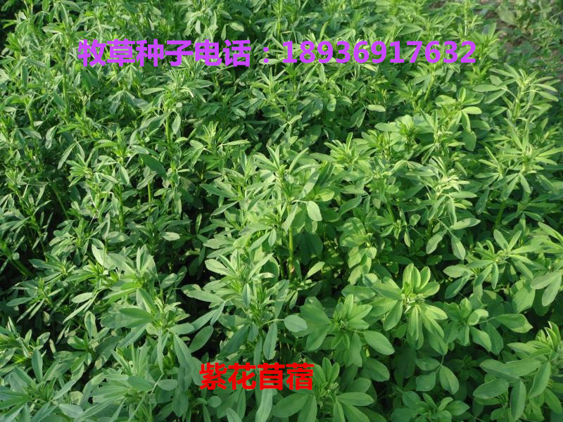 紫花苜蓿种子什么时候种植好