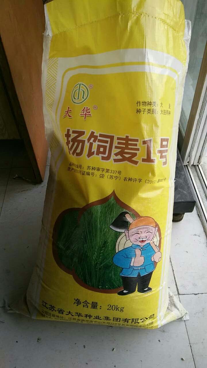 湘西荞麦种子种植技术
