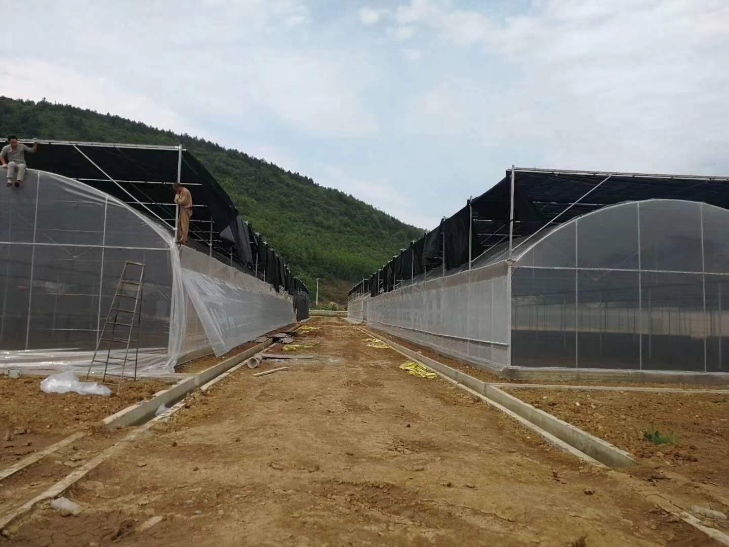 公布塑料大棚行情怎样