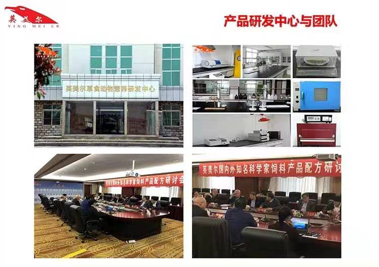 红河犊牛喂饲料