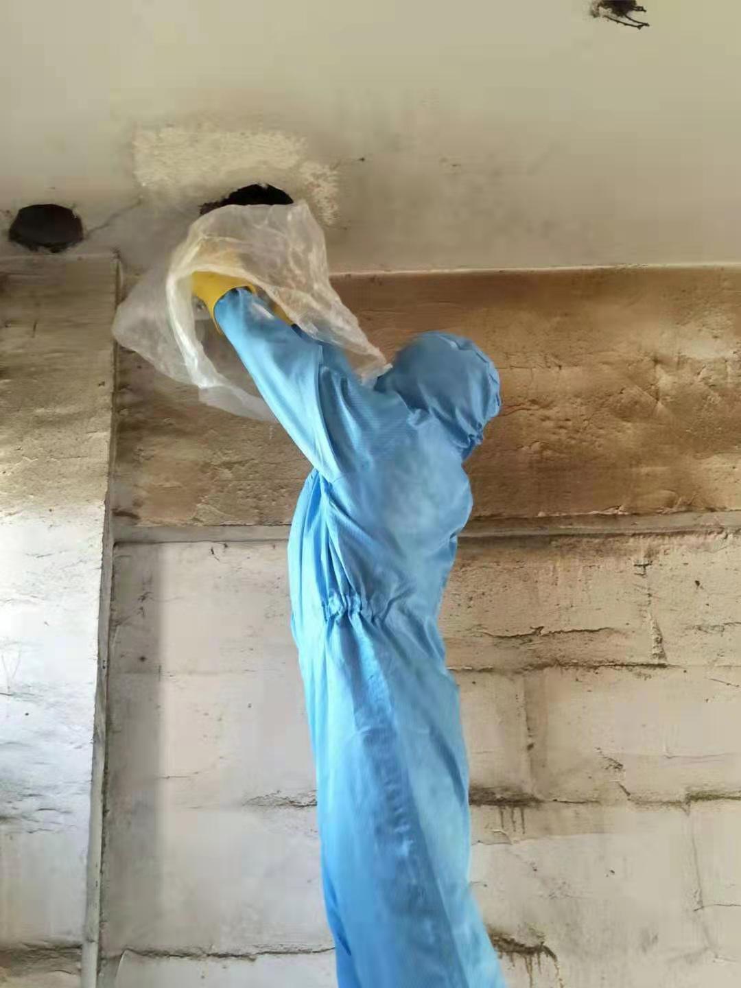 龙泉驿除蜂窝的经营多年 成都绿卫有害生物防治有限公司