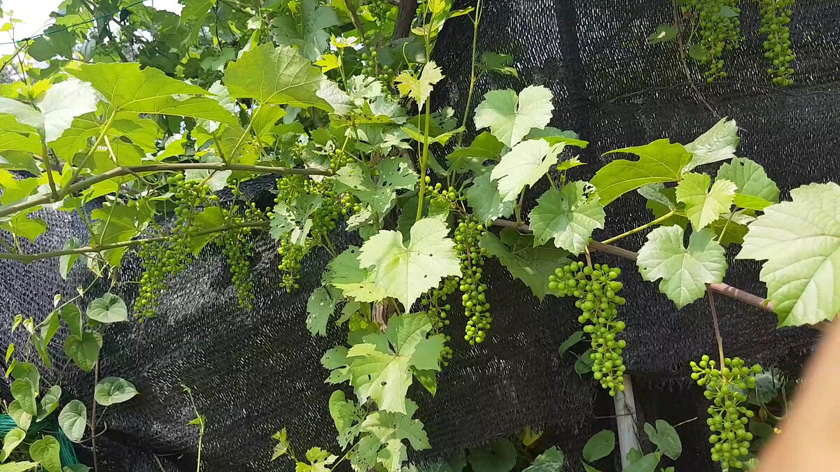 厂家批发散装野葡萄酒酒吧酒馆5L桶装山葡萄酒配送