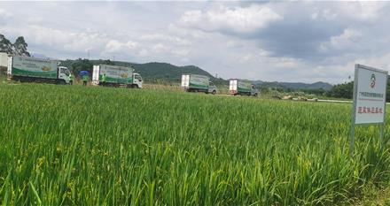 新会区肉菜批发食堂农产品配送公司批发价格