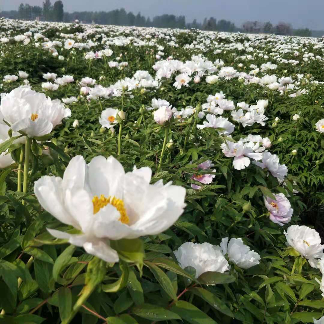 畅农种苗凤丹芽子凤丹苗市场报价格