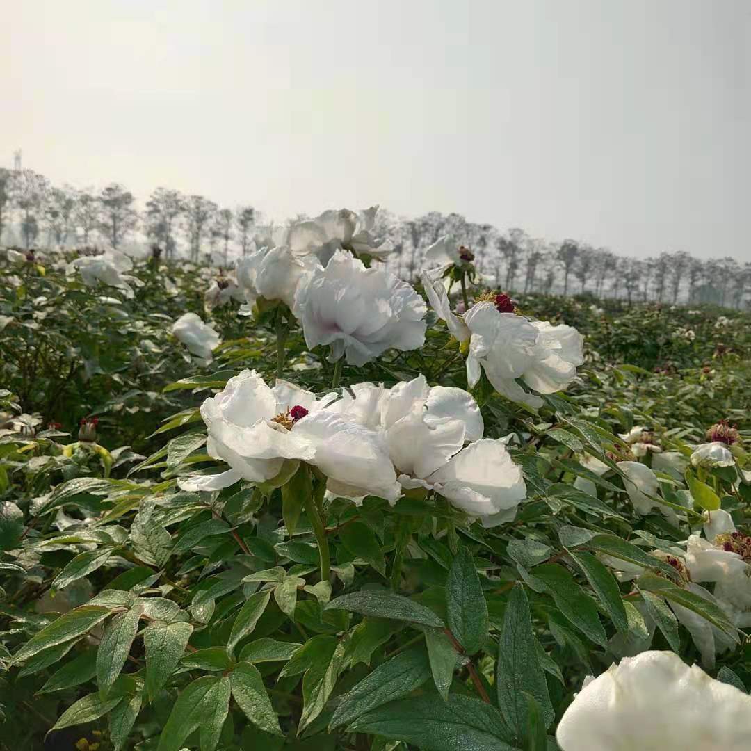 凤丹种子苗牡丹种植每亩收获效益