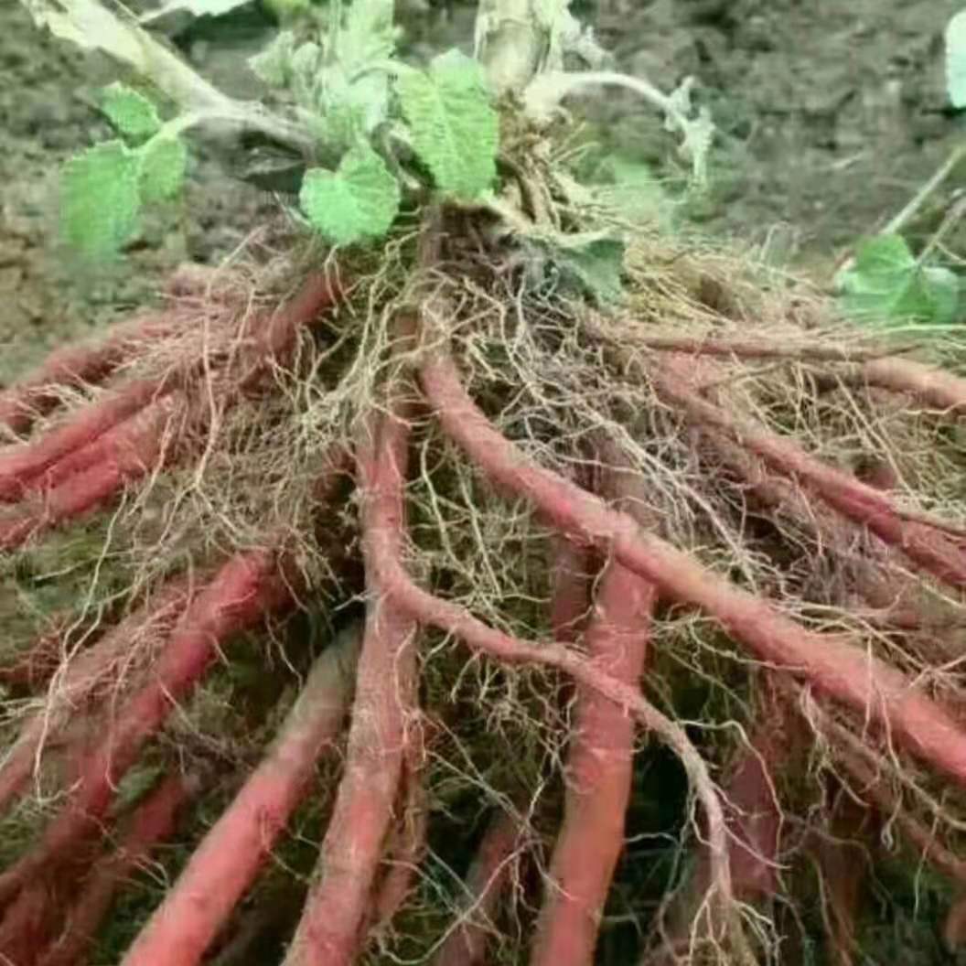 亳州改良血参种苗丹参种植销售公司