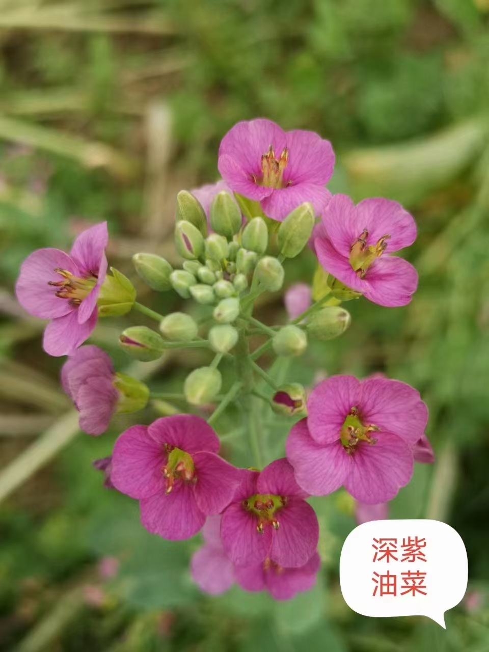 油菜花种籽批发彩色油菜花