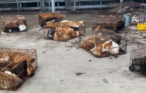 广东狗肉批发潮州市湘桥区-白条狗肉批发20元一斤，50斤起批发