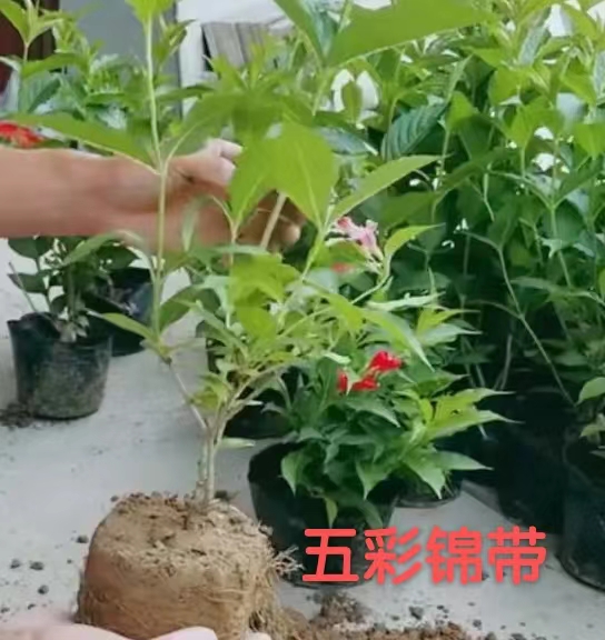 锦带花苗红王子锦带供应