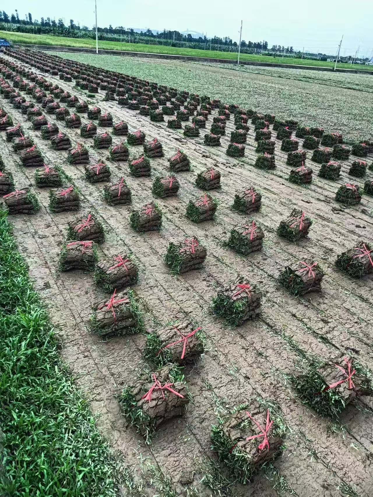 混播后的兰引三号草皮需要如何进行日常养护管理？