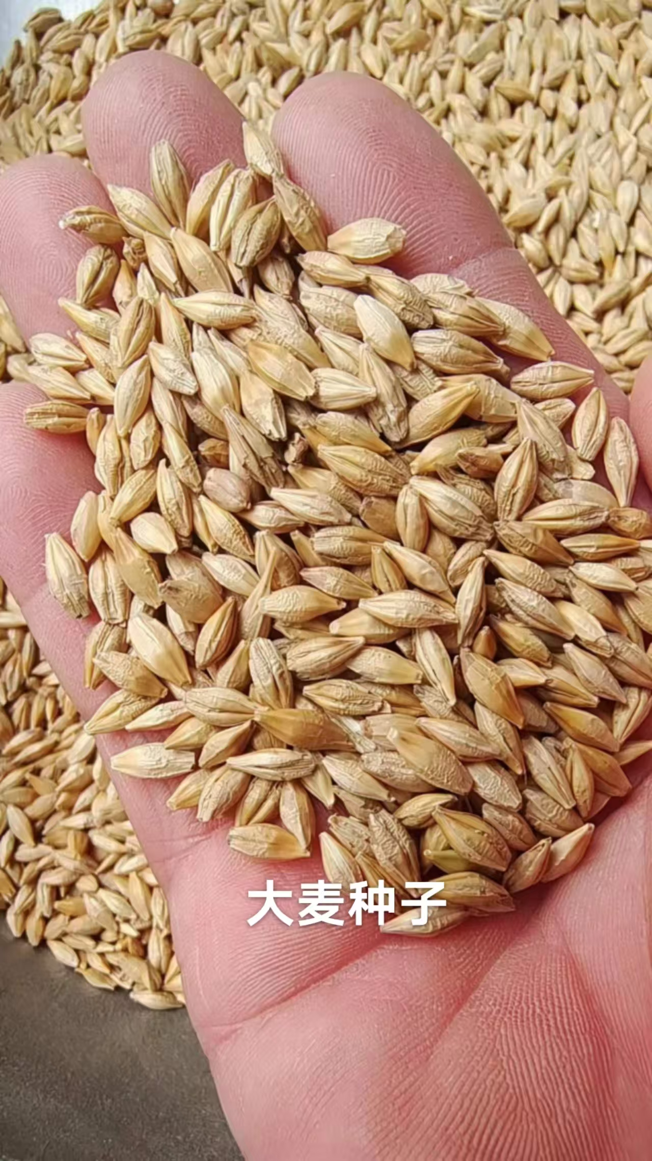 水培牧草种子选大麦营养好，效益高