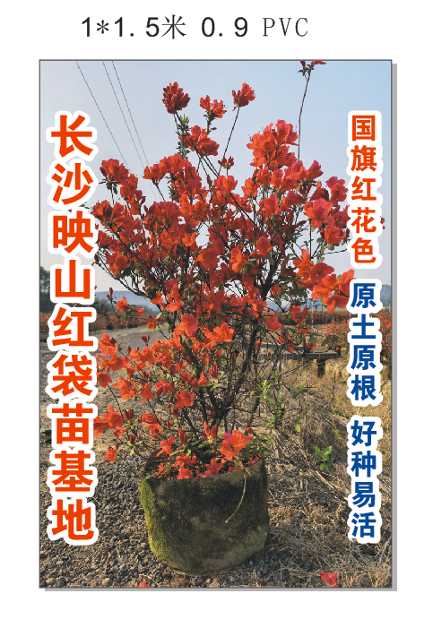 口碑好的红杜鹃公司聊聊，长沙市雨花区映山红苗圃售后值得选吗