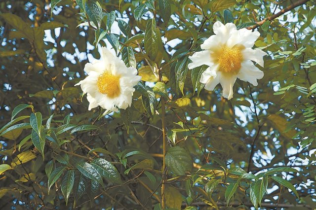 植物界大熊猫河源安家 大苞山茶首次野外回归