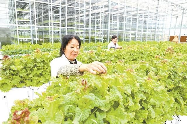 大湾区“菜篮子”交易中心落户广州