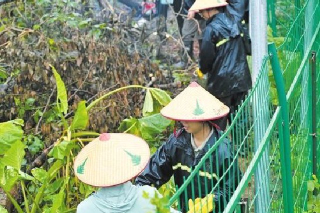 海南热带野生动植物园加快清理倒伏树木 有望本月底恢复开园