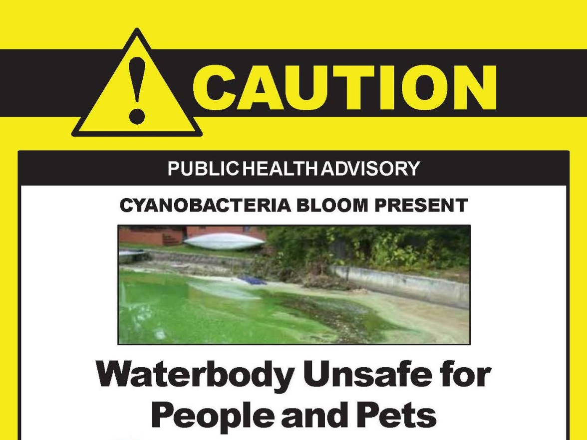 High Toxic Algae Levels Found In Charles River, Health Advisory Issued