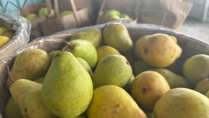 Closeup of a basket of pears.