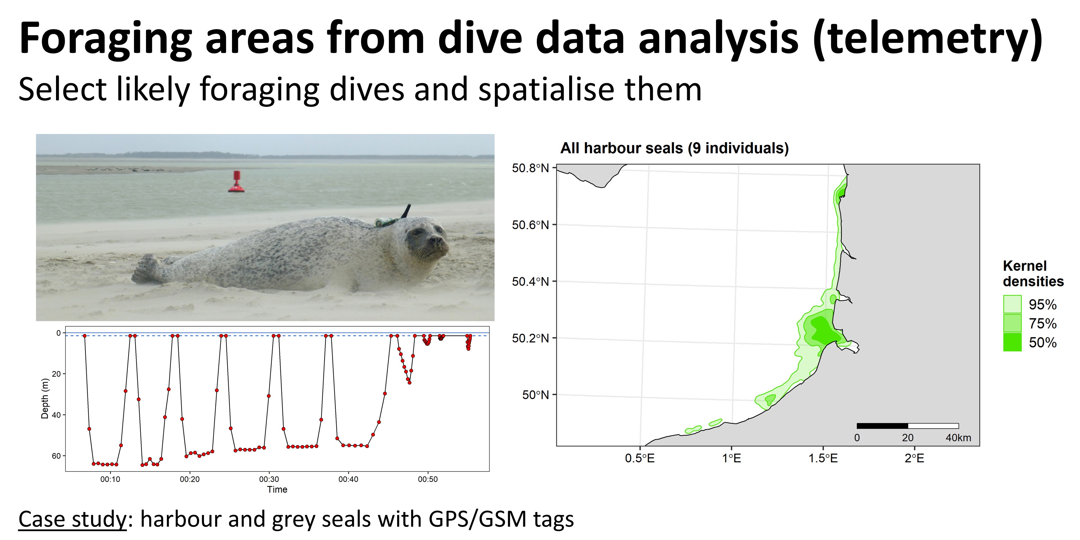 Foraging_Areas_with_Dive_Data