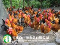 土鸡苗的饮水与开食