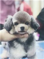 沃德沈阳宠物美容学校的课程类型学习宠物美容要看！
