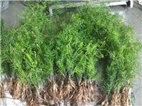 天冬种苗|天冬种苗批发|天冬种苗基地|天冬种苗价格