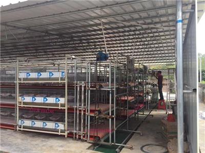 大型养殖器鸽子养殖大棚-养鸡大棚 滚动定时喂料