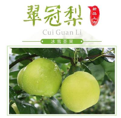 乡山纯原生态水果翠冠梨基地直发六月雪梨