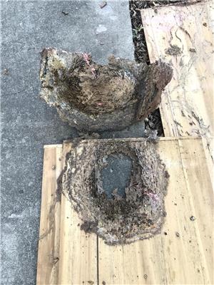 灭蚂蚁 江门台山市工厂杀虫哪家好
