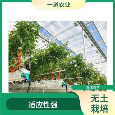无土栽培种植 可以在室内外进行 郑州现代化无土栽培厂家
