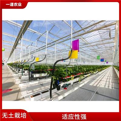 银川无土栽培种植大棚 荷兰无土栽培种植 节约资源
