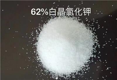 养殖用俄罗斯62白晶港口直发