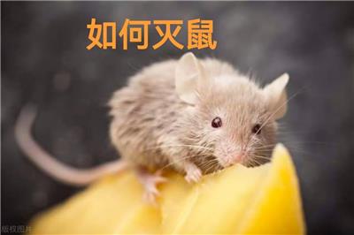 全上海家庭除螨除蟑螂 别墅区除虫治虫 市除四害灭鼠 快速上门