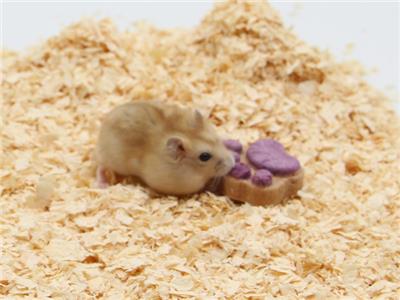 压缩的小宠木屑香味多样 普元宠物用品供应 普元宠物用品供应