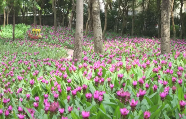 2nd Curcuma Alismatifolia Cultural Festival held in Baiyun